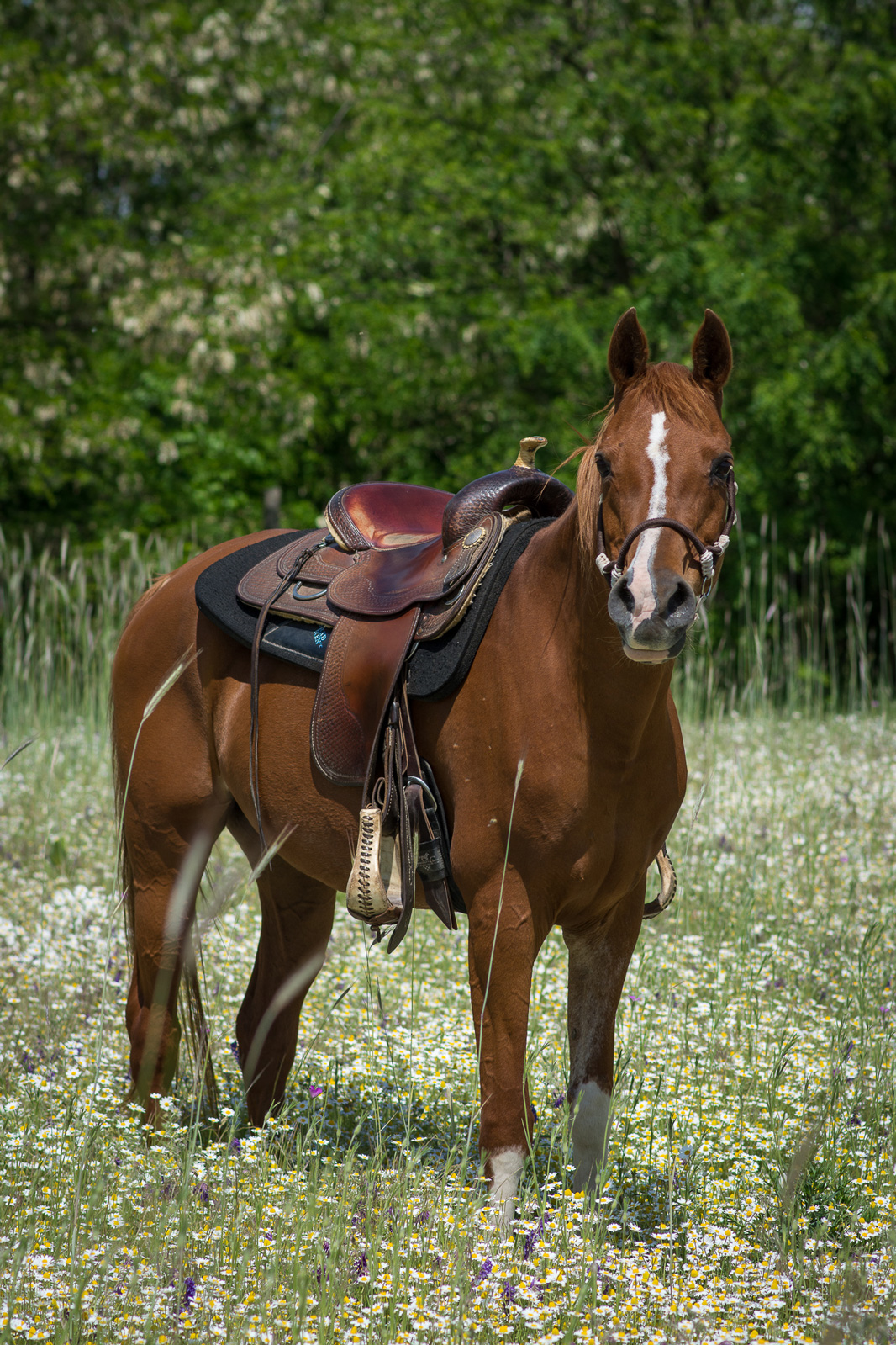 lovas_13 sárga ló portré western nyereg kamilla mező