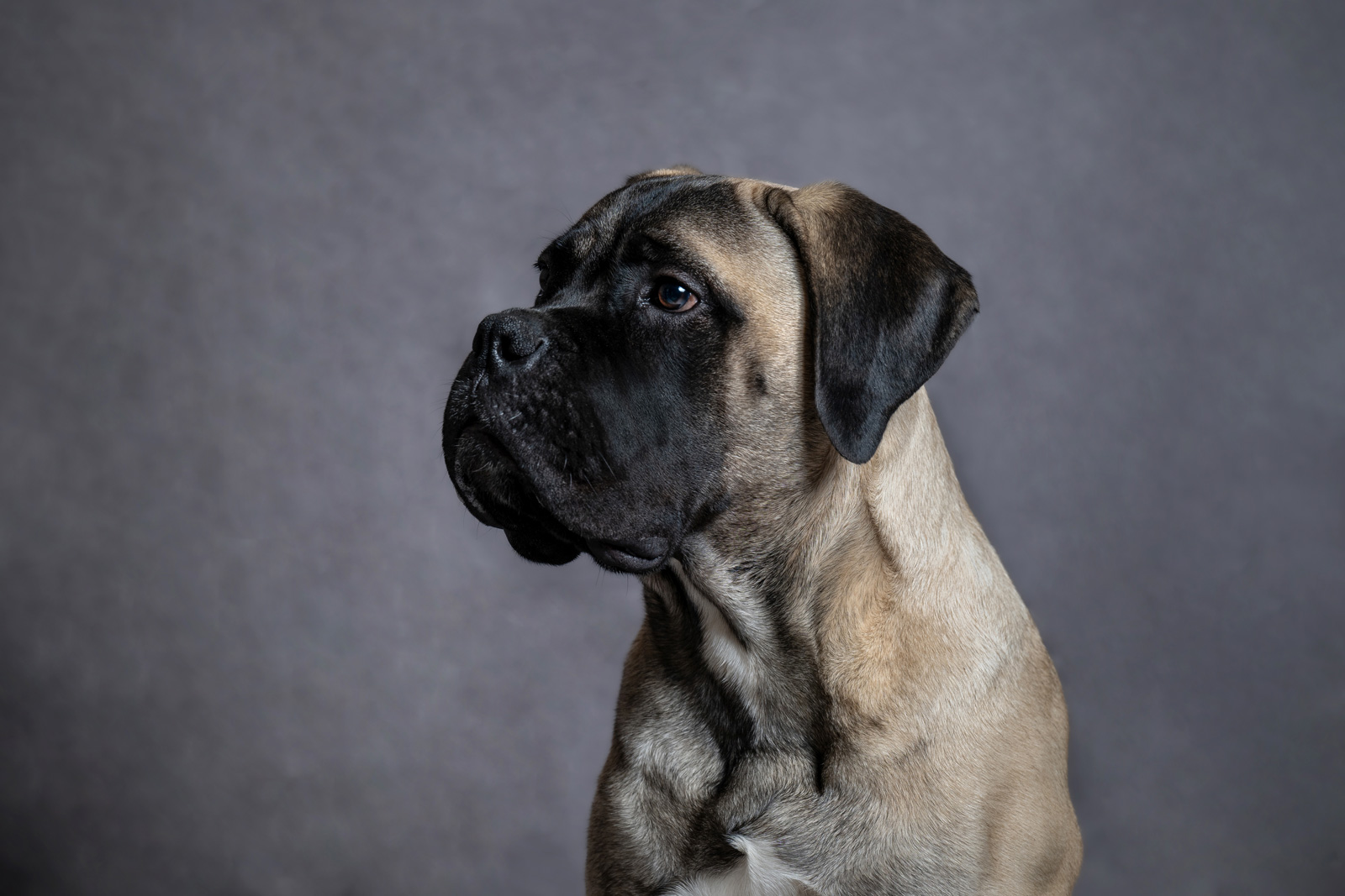 bullmasztiff kölyök kutya műtermi fotója szürke háttér vaku