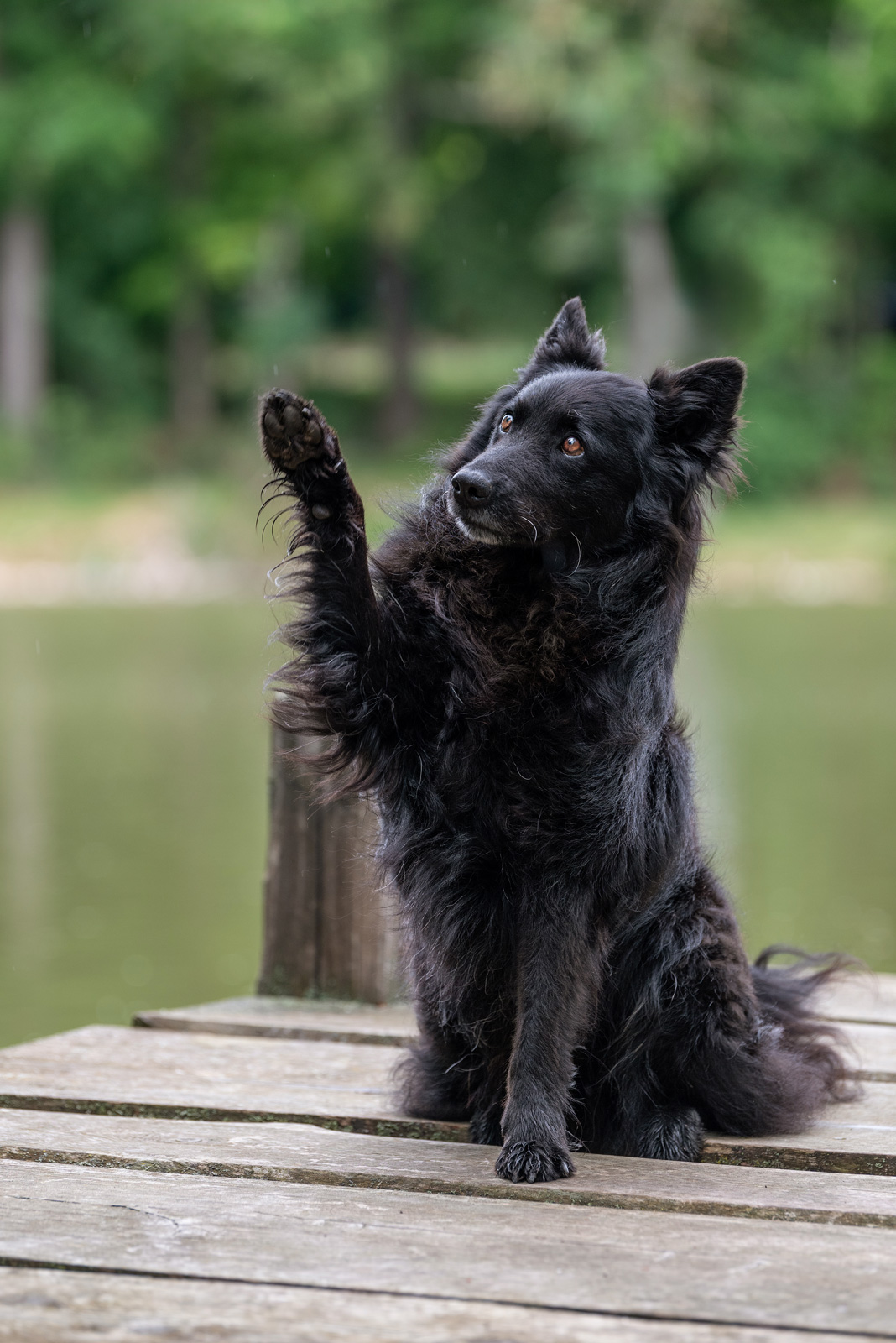 fekete mudi kutya magyar kutyafajta integet tópart pacsi
