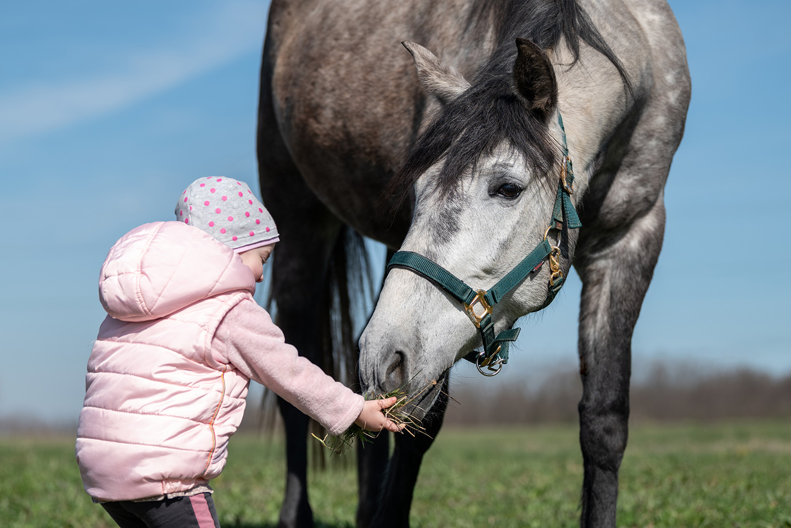 lovas élményfotózás szürke ló mező cuki kislány
