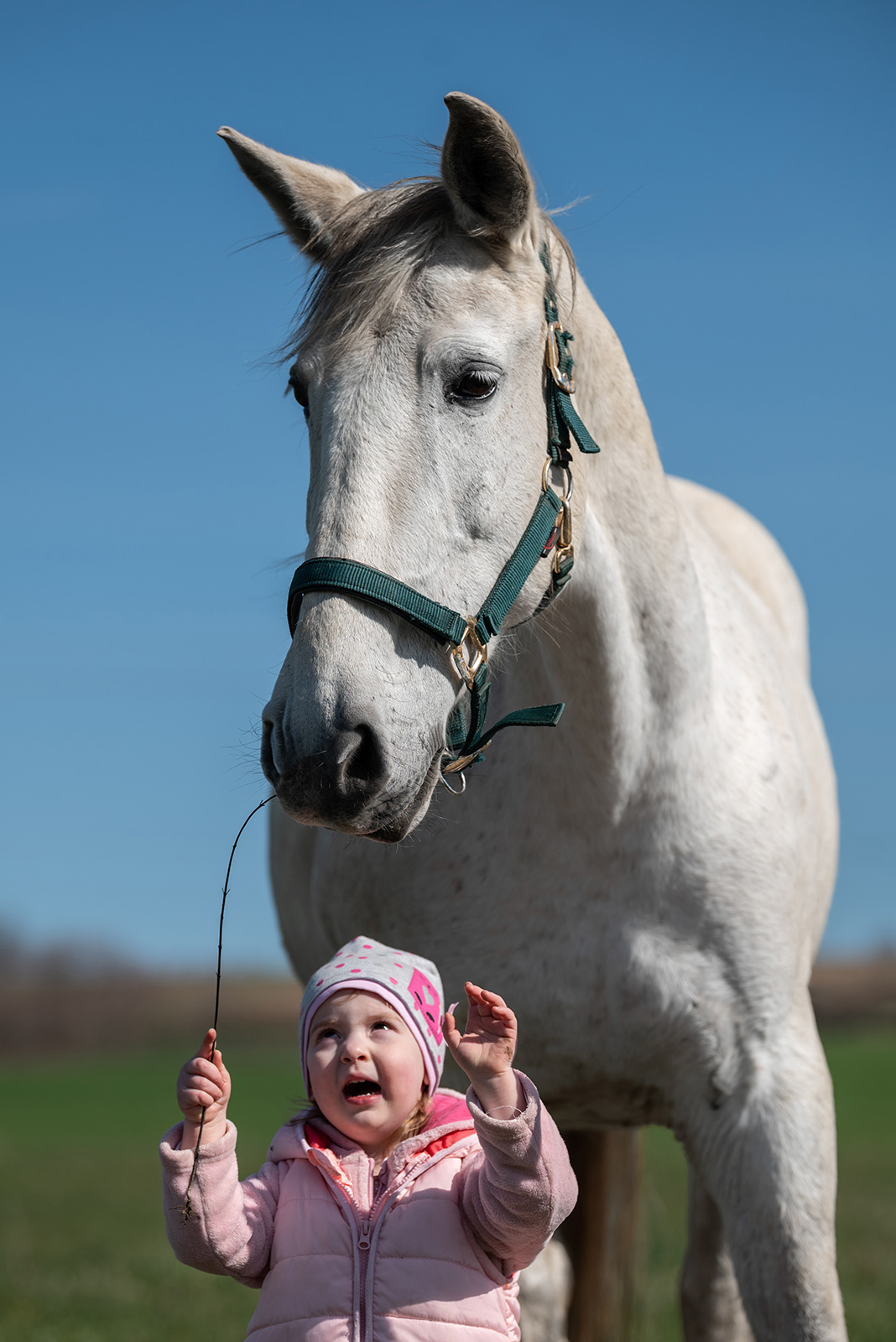 lovas élményfotózás szürke ló mező cuki kislány